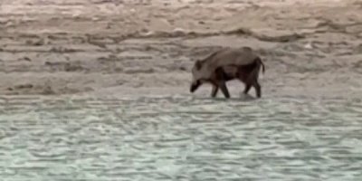 Sıcaktan bunalan yaban domuzu gölde serinledi