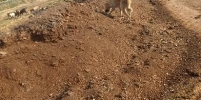 Mahalleye atılan tavuk pisliği kokusu vatandaşı çileden çıkardı