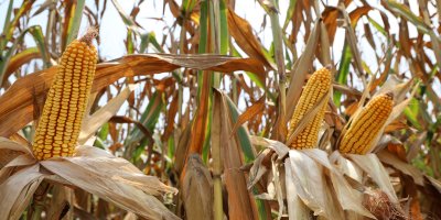 Adana'da mısır hasadı başladı