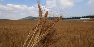 Atıl araziler ekonomiye kazandırıldı: Yerli tohumla rekolte yüz güldürdü