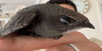 Ebabil kuşunu esnaf hayatta tutmaya çalıştı