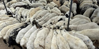 Adana'da şap hastalığı görüldü: Hayvan hareketliliği kısıtlandı