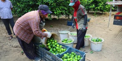 Limonda fiyatı düşürecek hasat başladı