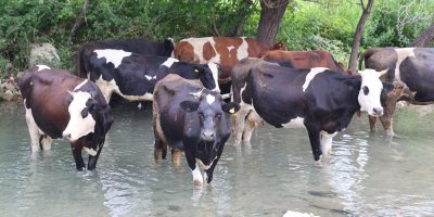 Sıcaklar bunalttı, hayvanlar suya girerek serinledi