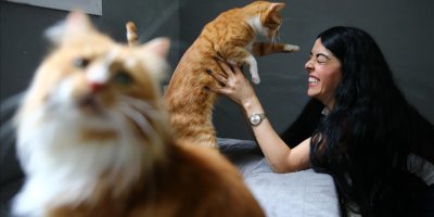 Adanalı hayvansever, evinin damını sahipsiz kediler için yuvaya dönüştürdü