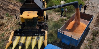 Çukurova'da mısır hasadı başladı: 1,5 milyon ton mısır rekolte bekleniyor