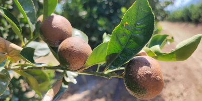 Rekor sıcaklar narenciye ürünlerinde yanıklar oluşturdu