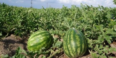 Adana, karpuz üretiminin yüzde 25'ini karşılayacak! 