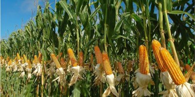 Merakla beklenen mısır alım fiyatı açıklandı