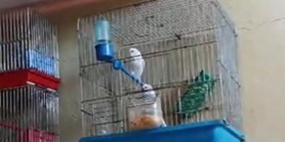 Evinde saka kuşu bulunan şahsa 151 bin 200 lira para cezası