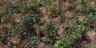 Aşırı sıcaklar tarladaki biberi yaktı