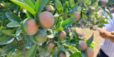 Sıcağın yaktığı narenciyelerde ‘Akdeniz Meyve Sineği' uyarısı