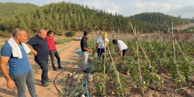 Adana'da atıl araziler domates üretim merkezi oldu