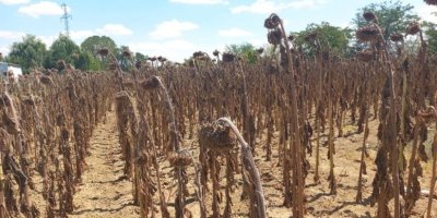 Adana, Kırklareli ve Edirne'den teker teker kötü haberler geliyor