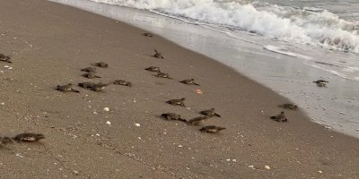 Akyatan’da, 20 yılda 270 bin yavru kaplumbağa denizle buluştu