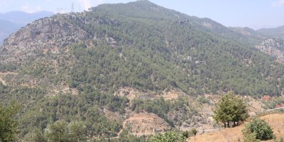 Adana'da orman yangınıyla küle dönen 4 bin hektarda fidanlar tekrar büyüdü