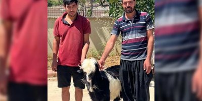 Adana'da keçi çalan 2 şüpheli yakalandı