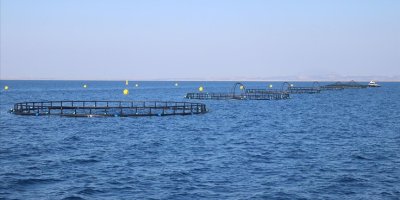 Adana'nın, su ürünleri potansiyeli artırılacak