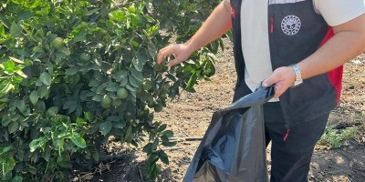 Yanan turunçgillerin Akdeniz Meyve sineği üretmemesi için çalışma başlatıldı