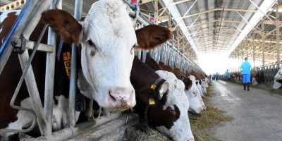 Adanalılar hangi hayvanın etini tercih ediyor?