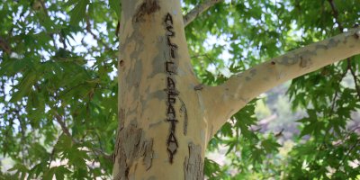 45 yıllık çınarı yazı tahtasına çevirdiler: Vatandaş çuvalla koruma altına aldı