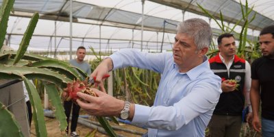 Adana’da, tropikal meyve üretimi yaygınlaşıyor