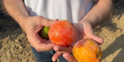 Cennet hurması üreticilerine "Akdeniz meyve sineği" uyarısı