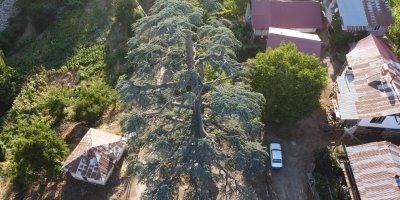 Feke'deki 6 asırlık "Toros Sediri" görenleri hayran bırakıyor