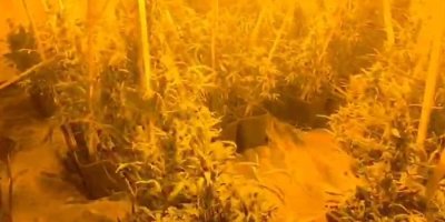 Konteynere iklimlendirme sistemi kurup uyuşturucu yetiştirdiler