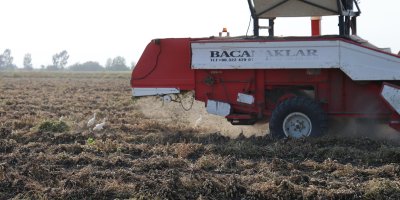 Yer fıstığında hasat: Üreticinin yüzü güldü, kuşlar da şölene katıldı