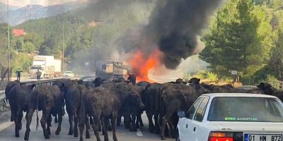 Büyükbaş hayvan yüklü tır alev alev yandı