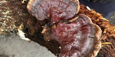 Kozan Açık Cezaevi’nde, “Ölümsüzlük Mantarı” üretiliyor