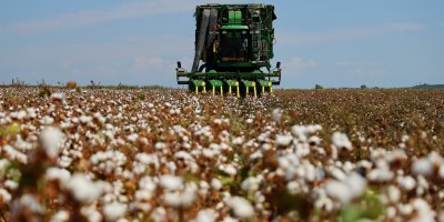 Bir dönemin beyaz altını, pamukta hasat başladı