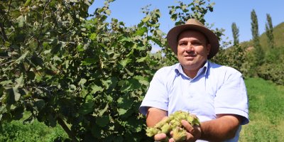 Karadeniz değil Adana: Torosların eteğinde fındık hasadı