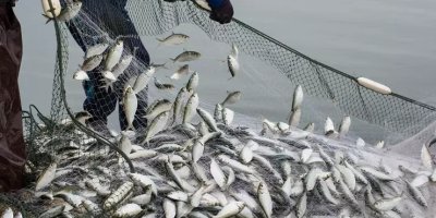 Adana'da, balıkçılar yarın “Vira Bismillah” diyecek!