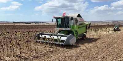 Çukurova'da limon alarmı: İhracat kısıtlaması üreticiyi vurdu!