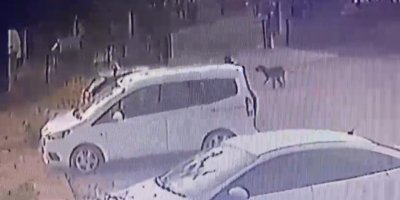 3 yaşındaki çocuğu köpekler kovaladı