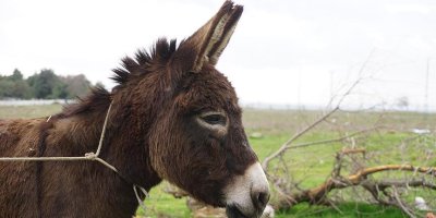 Adana'da eşek sayısı azalıyor!