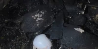 Ahır yandı, 7 hayvan telef oldu