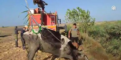 Kanala düşen inek, vinç yardımıyla kurtarıldı