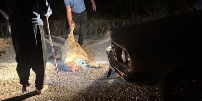 Otomobilin çarptığı 11 hayvan telef oldu