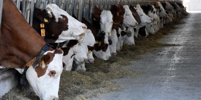 Ceyhan’da, “Üçgün Hastalığı” hayvancılığı tehdit ediyor