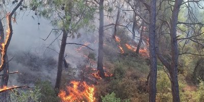 Adana'da çıkan orman yangınları söndürüldü