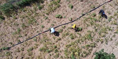 Kar suyuyla sulanan, beyaz fasulyede hasat zamanı