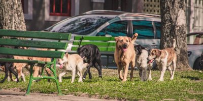 Adana'da sokak hayvanları Valilik kararıyla toplatılmaya başladı