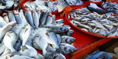 Hangi Balıklar Planlı Üretime Alındı? Adana Tarım Müdürlüğü Duyurdu!