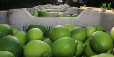 Limon hasadı 25 ve 27 Eylül tarihlerinde başladı