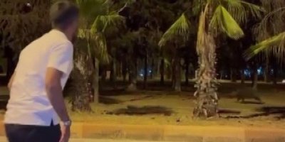 Çukurova Üniversitesi'nin yapamadığını vatandaş havlayarak yaptı domuzlar kaçtı