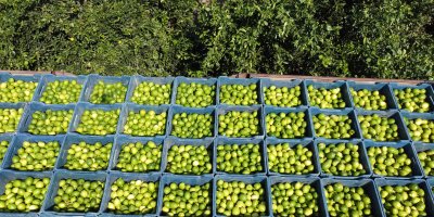 Çukurova'da limon hasadı: Geçen yıl 1 TL olan limon bahçede 20 TL