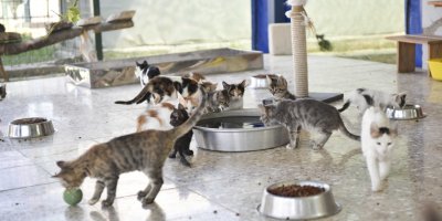 Dünya Hayvanları Koruma Günü’nde, hayvanseverler bakımevinde buluşacak